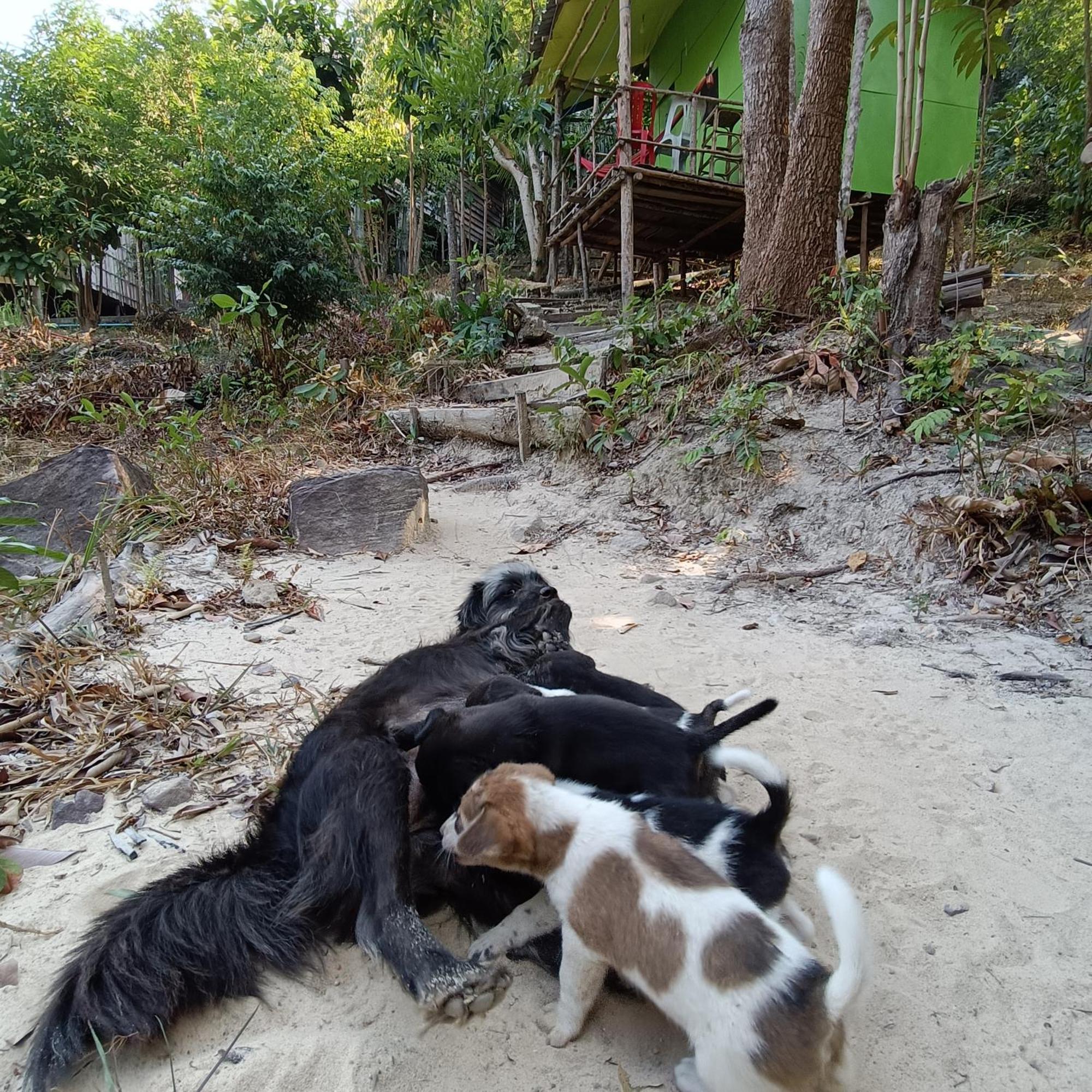 Sweet Jungle Camping Kaoh Touch Eksteriør billede