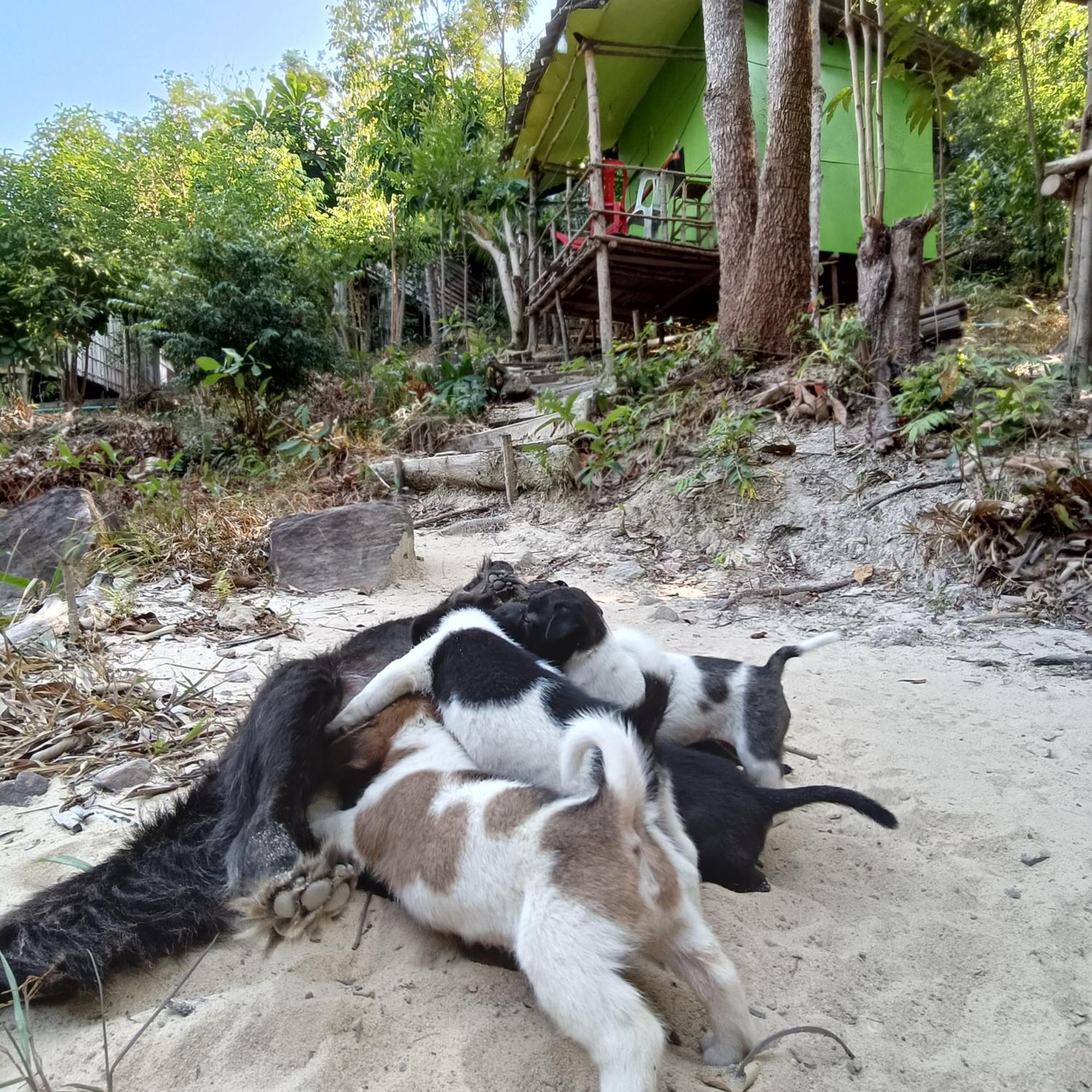 Sweet Jungle Camping Kaoh Touch Eksteriør billede